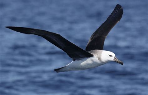 #ThreatenedSpecies of the Week: Thalassarche melanophris (Black-browed Albatross) - NACC ...