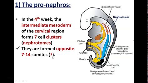 Development of Kidneys(1)-Pronephros and Mesonephros - Dr. Ahmed Farid ...