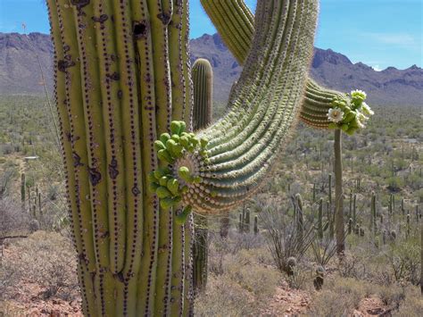 Cactus Habitat: Sonoran Desert · Environmental Art Show - Virtual ...