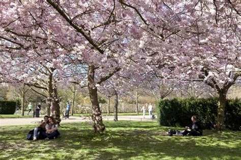 Hanami: Bringing tranquillity to the UK - Primrose Blog | London garden ...