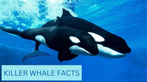 Killer Whale Facts | Anatomy, Diet, Migration and Reproduction