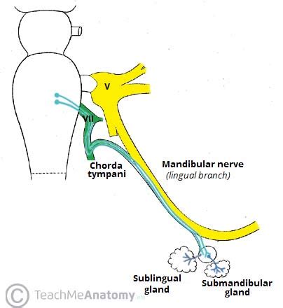 The Submandibular Gland - Structure - Vasculature - Innervation - TeachMeAnatomy