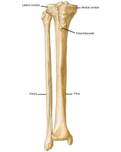 tibula – Outlander Anatomy