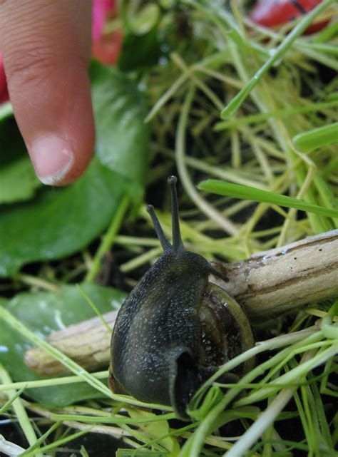 StrongStart: Snail Garden