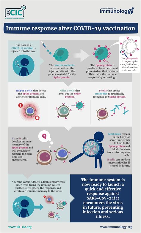 Immune response after COVID-19 vaccination | British Society for Immunology