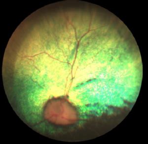 Progressive Retinal Atrophy (PRA) in Dogs - Blindness in Dogs