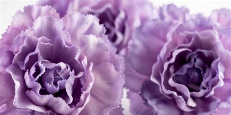 Purple Roses Meaning: Delving into Symbolism & History - SWL