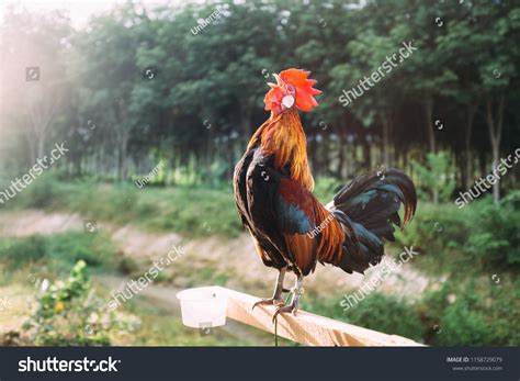 Rooster Crowing Morning Sunrise Stock Photo 1158729079 | Shutterstock