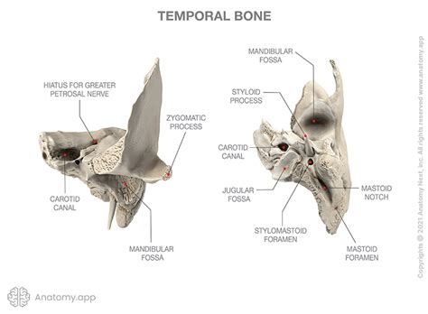 Temporal bone | Encyclopedia | Anatomy.app | Learn anatomy | 3D models ...