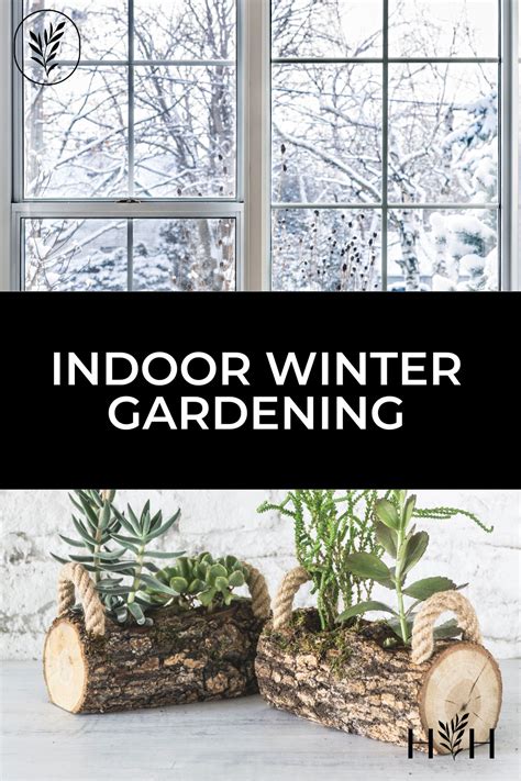 Beat the cold with indoor winter gardening 🏠 🌨 Tips for thriving plants