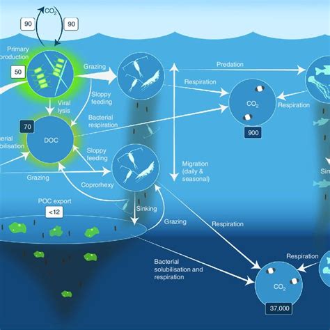 (PDF) The importance of Antarctic krill in biogeochemical cycles