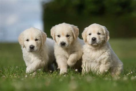 Three golden retriever puppies walking on grass lawn | Versatile Vinegar