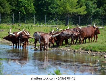 430 Sanga cattle Images, Stock Photos & Vectors | Shutterstock