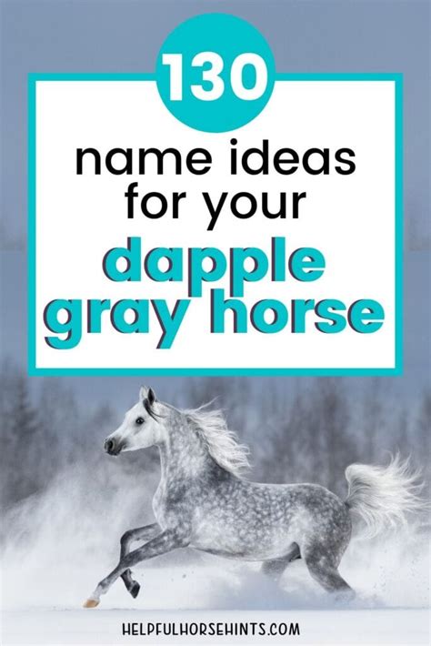 130+ Dapple Gray Horse Name Ideas for Males & Females - Helpful Horse Hints