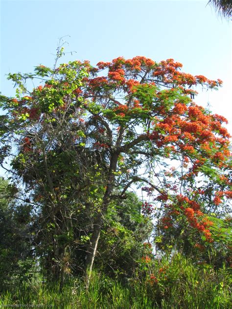 Royal Poinciana Tree Photo – IansPhotos.Net