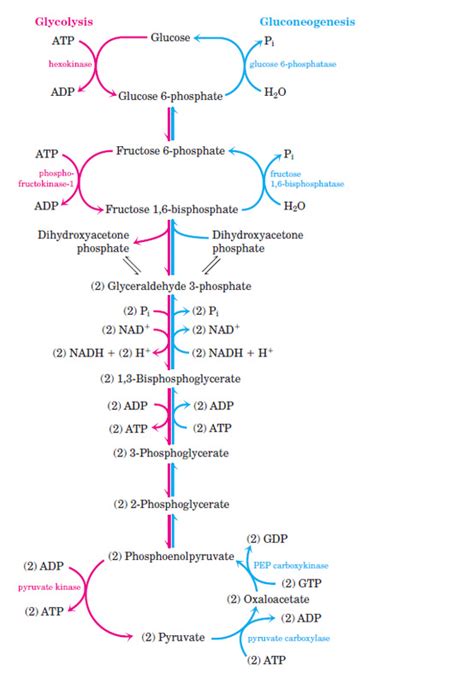 gluconeogenesis - Nilesh