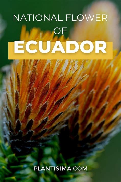 National Flower Of Ecuador: Native Ecuadorian Chuquiraga in 2023 ...