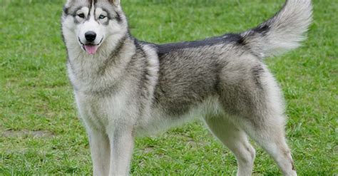 Tempérament Husky Sibérien et pourquoi cette race devient si populaire - SUPER CHIEN CHAT