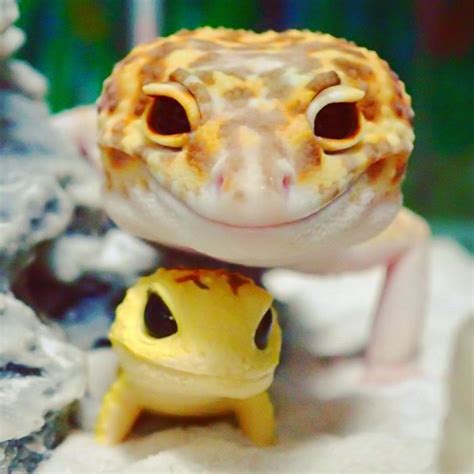 This Gecko Can’t Stop Smiling When He’s Around His Toy Gecko, And Their Pics Will Make Your Day ...