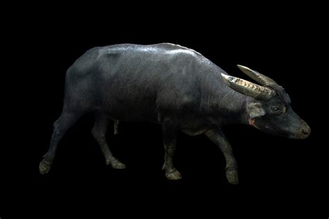 Mindoro Dwarf Buffalo (Bubalus mindorensis) - Joel Sartore