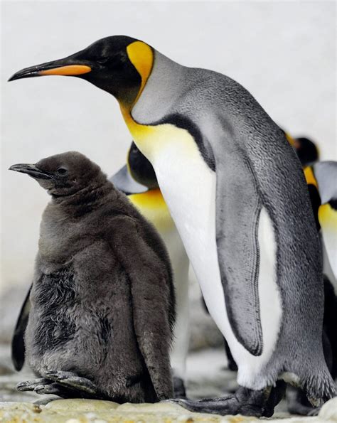 Climate change threatens most king penguin habitat | MPR News