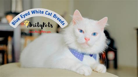 14 Blue Eyed White Cat Breeds [beautiful cats you will love with ...