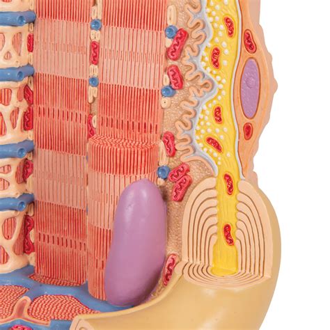 Anatomy Of A Muscle Fiber