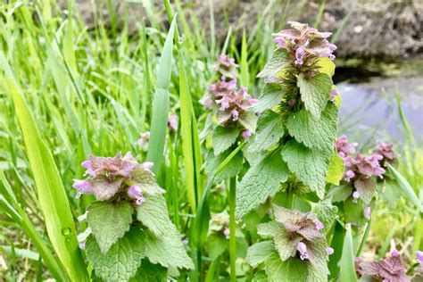 Purple Deadnettle (Lamium purpureum) – Seashore to Forest Floor