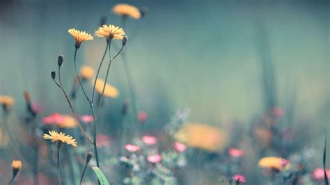 Blurry Spring Wallpapers - Top Free Blurry Spring Backgrounds - WallpaperAccess