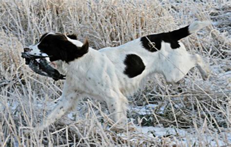 English Springer - Ultimate Upland Bird Dogs, pheasant and quail hunting