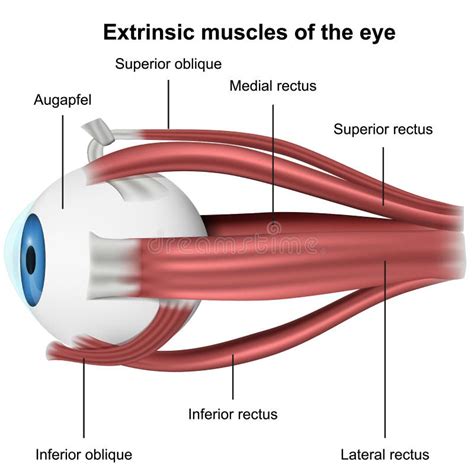 Muscles of the eye stock vector. Illustration of body - 19558739