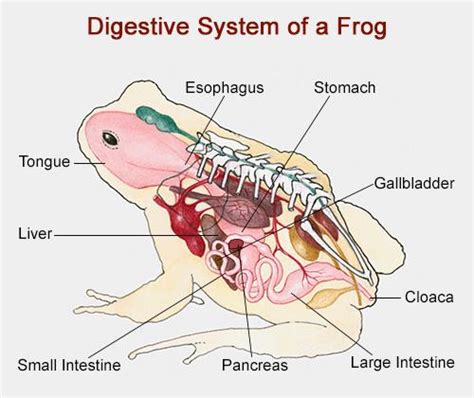 Frog and Human Anatomy Comparison - Ms. Pearrow's 7th Grade Science