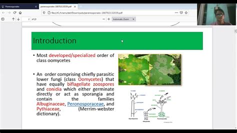 Classification of Phylum Oomycota and their characteristics - YouTube