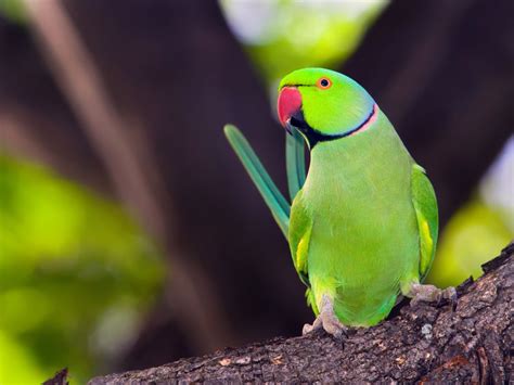 Rose-ringed Parakeet | Châu phi, Vẹt