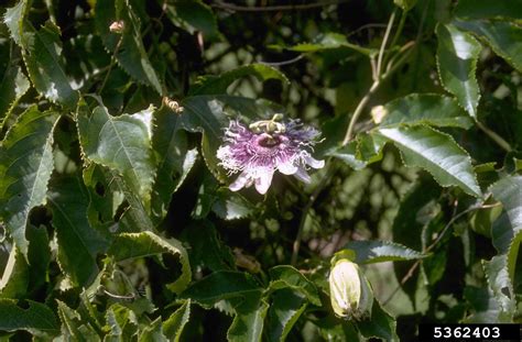 passionflower (Passiflora edulis)