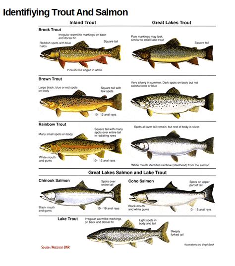 Use These Charts to Confidently ID Trout & Salmon Species | Salmon species, Trout, Trout fishing