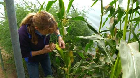 The Beechgrove Garden episode 24 2020: Kirsty takes a look at one of the oldest and rarest ...