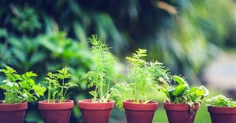 Are Plants Sentient? An In-Depth Analysis - The Gardeners World