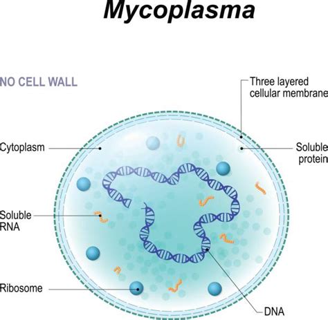 Mycoplasma Pneumonia Illustrations, Royalty-Free Vector Graphics & Clip ...