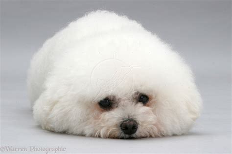 Bichon Frise Breed Guide - Learn about the Bichon Frise.