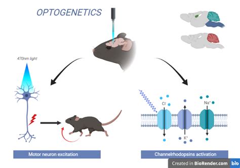 Optogenetics- Introduction, Discovery, Technologies, Protein, Future, Challenges, Applications