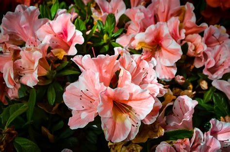 Autumn Sunburst Encore Azaleas For Sale | The Tree Center