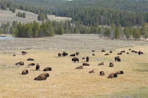 Bison herds, Hayden Valley, Bison bison photo, Yellowstone National ...