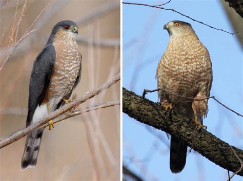 A Beginner’s Guide to IDing Cooper’s and Sharp-Shinned Hawks | Audubon