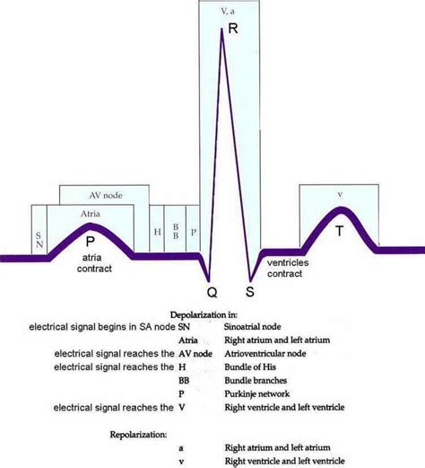 PQRST Nursing School Studying, Nursing School Notes, Nursing Study ...