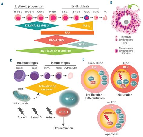 Normal and pathological erythropoiesis in adults: from gene regulation ...