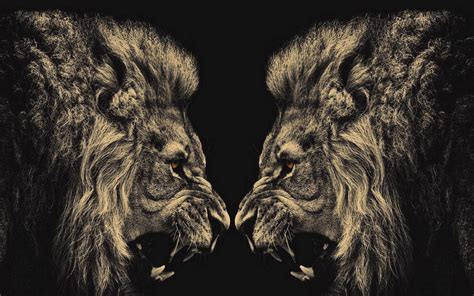 Lion Wallpapers - Wallpaper Cave