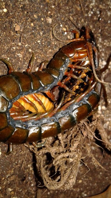 Scolopendra subspinipes 'Hawaii' | Arachnoboards