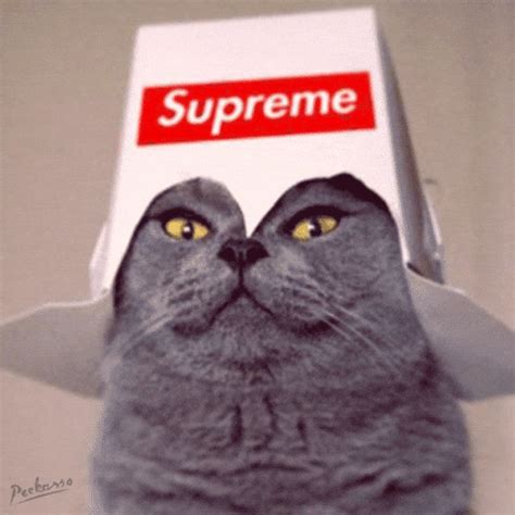 Supreme Fashion GIFs - Get the best GIF on GIPHY