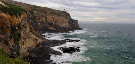 Videos: A New Zealand Albatross Takes Its First Flight